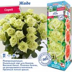 Роза Жаде (Чайно-гибридная) 1шт (Сиб сад)