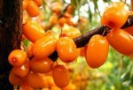 Облепиха Ажурная (Код: 81942)