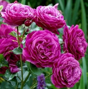 Роза Блю Иден (грандифлора) (Код: 91456)
