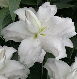 Лилия Восточная Lotus Beauty (14/16 ) (Код: 91406)