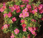 Лапчатка Пинк Парадайз (Pink Paradise) Р9 (Код: 91393)