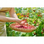 ✔ 1 Весенний предзаказ: Саженцы. Луковичные