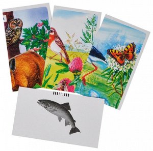 IRIS OHYAMA Карточки Окружающий мир ЛУЖОК Природные сообщества набор