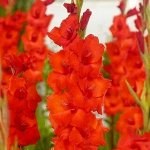 Гладиолус Дайдор Де Пан 12/14 5шт (Поиск)