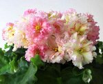 Фиалка ЛЕ-Злато Скифов