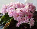 Фиалка Розовая Пантера