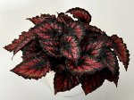 Декоративнолиственная бегония Etna