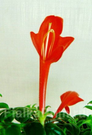 Firebird Огромные (до 7 см), яркие, насыщенно - красные цветы. Тёмно - зелёные компактные, некрупные листья. Быстро зацветающий, длительно и обильно цветущий сорт.