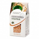 Пшеница