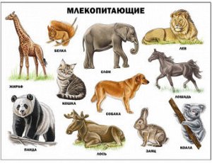 Плакат Млекопитающие А2 картон