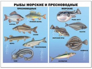 Плакат Рыбы морские и пресноводные А2 картон