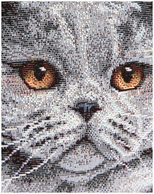 Британская короткошерстная кошка Наволочка 45х45 см 0642