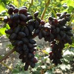 Виноград Памяти Дженеева (коробка) 1шт (Поиск)