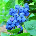 Голубика Нельсон (коробка) 1шт (Поиск)
