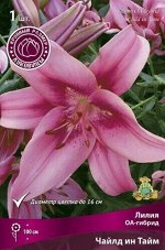 Лилия Чайлд ин Тайм (ОА гибрид) 16/18 1шт (Поиск)