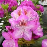 Рододендрон Казимир Одновичел 1шт (Поиск)