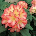 Рододендрон Роберт де Белдер 1шт (Поиск)