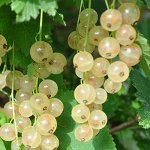 Смородина Булонь белая (коробка) 1шт (Поиск)