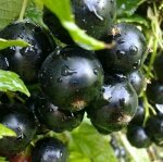 Смородина Добрыня черная (коробка) 1шт (Поиск)