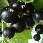Смородина Искушение черная (коробка) 1шт (Поиск)