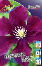 Клематис Варшавска Найк 2шт (Колорлайн)