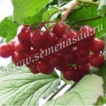 Калина Гранатовый браслет (коробка) 1шт (Поиск)