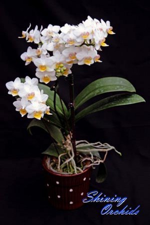 Phal. Lius Fantasy