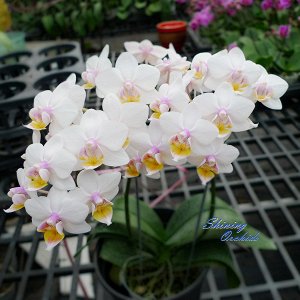 Phal. Lius Fantasy ''Angel''