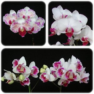Phal. Mini Dog 
(It will bloom 3 types of flower. Normal and Peloric)