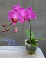 Dtps. Sogo Berry x Dtps. Sogo Vivien