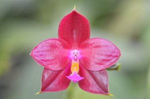 Phal.Yin's Glow Isles 'YS802-7'