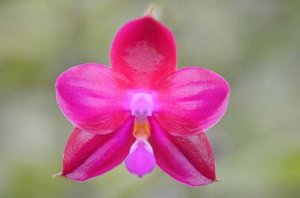 Phal.Yin's Glow Isles 'YS802-2'