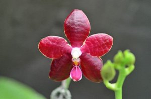 Phal.Red Jaguar 'Red Cornelian'