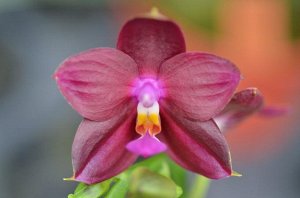 Phal.Mituo Kaiulani Eagle 'DT'