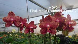 P. Mituo Diamond 'Spots-2'