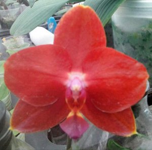 Phal. Meidarland Smith Queen