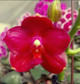 Phal. Meidaland Violacea Beauty X  Phal. Golden Sun