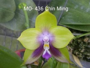 P. Mituo Prince ' Chin Ming '