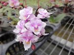P. Jiaho&#039;s Pink Girl  (Peloric Phalaenopsis)