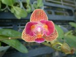 Dtps. Sogo Vivien X P. Golden Butterfly
 (Peloric)
