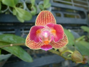 Phal. Mini Dog (It will bloom 3 types of flower. Normal and Peloric)