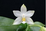 P.violacea var alba (Fragrance)