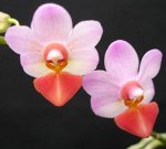 Dtps.Jia Ho Cherry x P.lobbii