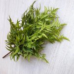 Трава Grass bush (зеленый)
