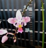 Phal. equestris (variation) 