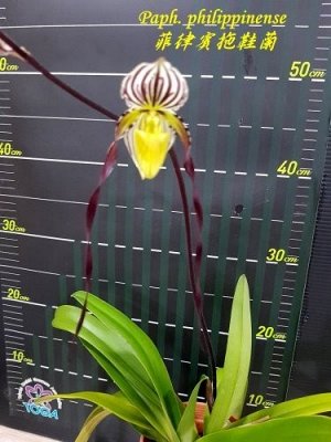 Paph. philippinense