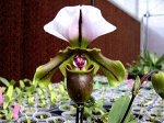 Paph. spicerianum ? sib 