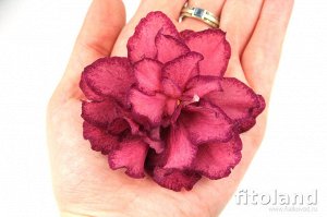 АВ роскошь Огромные махровые кораллово-розовые слегка волнистые звезды с широкой фантазийной малиновой каймой. Темно-зеленые зубчатые листья.