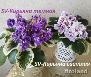 Фиалка SV Кирьяна