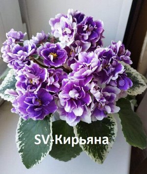 Фиалка SV Кирьяна